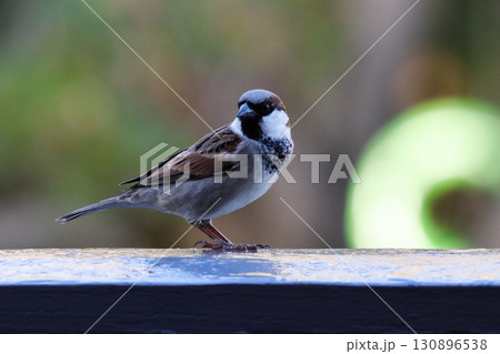 Male House Sparrow Bird on Handrail (Passer domesticus) Male House Sparrow Bird on Handrail (Passer domesticus) 130896538