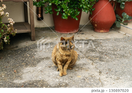 Charming cat relaxing among succulents and potted plants in a serene outdoor setting Charming cat relaxing among succulents and potted plants in a serene outdoor setting 130897020
