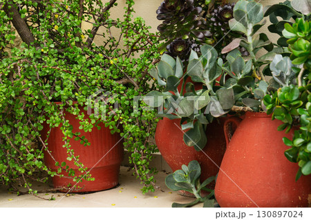 Succulents thrive in traditional terracotta pots in a green outdoor space in Greece Succulents thrive in traditional terracotta pots in a green outdoor space in Greece 130897024