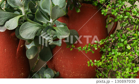 Succulents in terracotta pots create a serene outdoor space in Greece 130897030