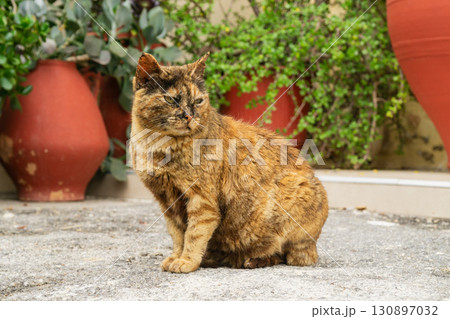Cat resting among succulents and plants in a sunny outdoor space with colorful pots Cat resting among succulents and plants in a sunny outdoor space with colorful pots 130897032