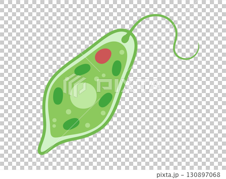 かわいいミドリムシのイラスト素材 130897068