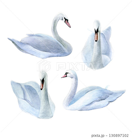 Set of swans. Watercolor of white birds isolated on a white background. Good for postcards, invitations, greeting cards Set of swans. Watercolor of white birds isolated on a white background. Good for postcards, invitations, greeting cards 130897102