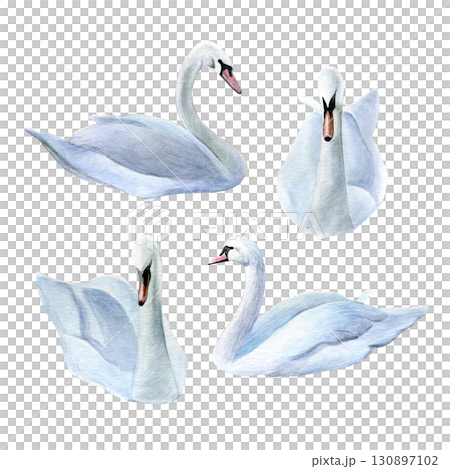Set of swans. Watercolor of white birds isolated on a white background. Good for postcards, invitations, greeting cards 130897102