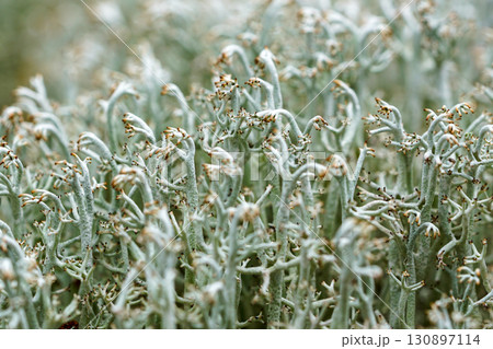 Macro of Cladonia rangiferina reindeer lichen showing branching structures in natural habitat Macro of Cladonia rangiferina reindeer lichen showing branching structures in natural habitat 130897114
