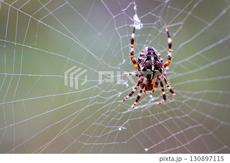 Macro close-up of Araneus diadematus spider resting on web with detailed body patterns Macro close-up of Araneus diadematus spider resting on web with detailed body patterns 130897115