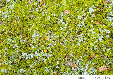Forest floor with moss, lichen, fallen leaves and mushrooms in natural woodland environment 130897125