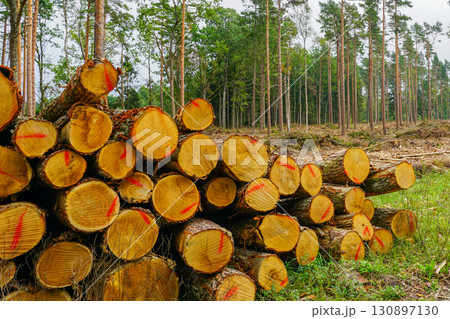 Deforestation scene with stacked cut logs and tree clearing in a pine forest environment 130897130