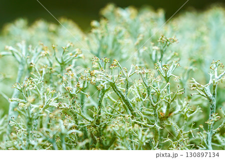 Close-up macro of Cladonia rangiferina reindeer lichen with fine branching structures in forest Close-up macro of Cladonia rangiferina reindeer lichen with fine branching structures in forest 130897134