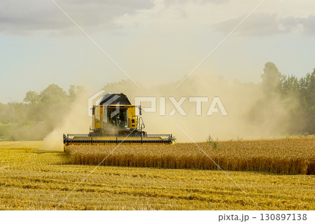 Combine harvester cutting ripe wheat crop in summer field with dust cloud rising in background 130897138
