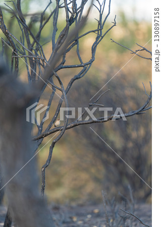 Small Bird Perched on Bare Burnt Branches 130897158