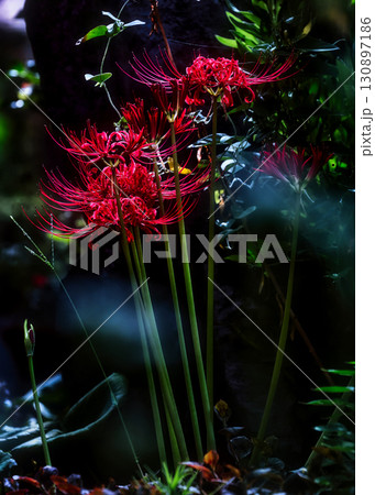 彼岸に咲く花 130897186