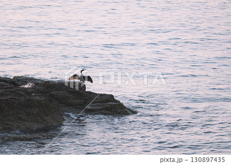 Seabird with wings spread resting on coastal rocks 130897435