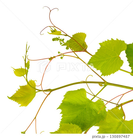 Young grapevine with new growth and a white background. 130897487
