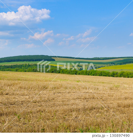Rural landscape with a golden wheat field under a blue sky. Rural landscape with a golden wheat field under a blue sky. 130897490