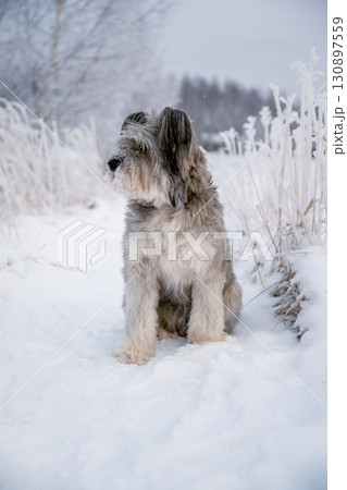 Fluffy dog sitting in snowy winter field with frosty plants around Fluffy dog sitting in snowy winter field with frosty plants around 130897559