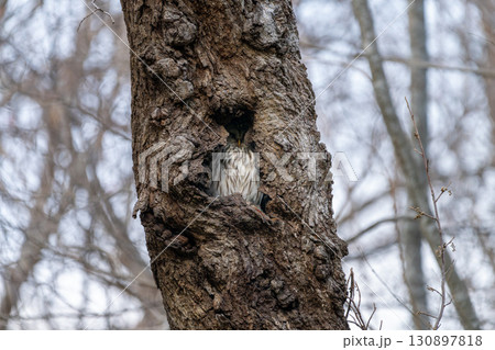 北海道 野鳥 野生動物 エゾフクロウ 北海道 野鳥 野生動物 エゾフクロウ 130897818