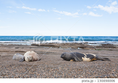 Elephant seals on beach close up, Patagonia, Argentina 130898006