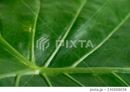 太い葉脈のある緑の葉のクローズアップ 130898036