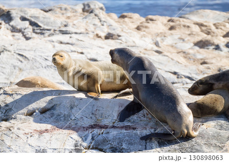 South American sea lion colony on Beagle channel 130898063
