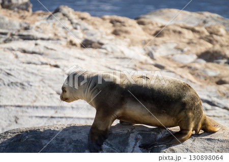 South American sea lion colony on Beagle channel South American sea lion colony on Beagle channel 130898064