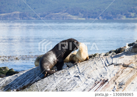 South American sea lion colony on Beagle channel 130898065