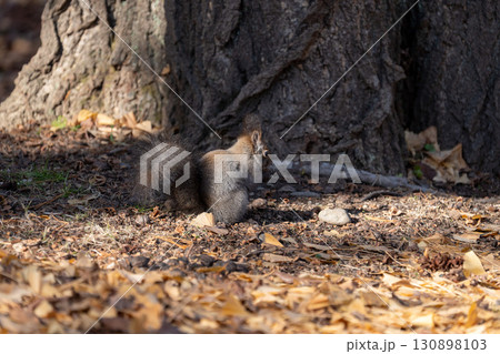 北海道　野生動物　エゾリス 130898103