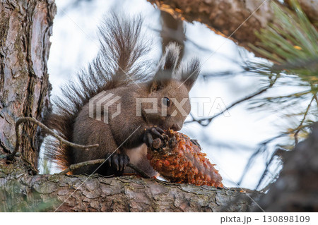 北海道 野生動物 エゾリス 北海道 野生動物 エゾリス 130898109