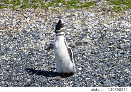 Magellanic penguin on Martillo island beach, Ushuaia 130898282