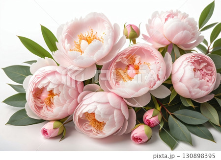 Pink peonies and green leaves on a white background Pink peonies and green leaves on a white background 130898395