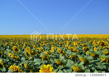 Endless blooming sunflower field against a bright blue sky, symbolizing summer, energy and abundance Endless blooming sunflower field against a bright blue sky, symbolizing summer, energy and abundance 130898871