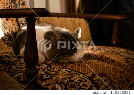 Cute cat sleeping peacefully on a vintage patterned armchair in warm evening light, creating a cozy and homely atmosphere 130898891