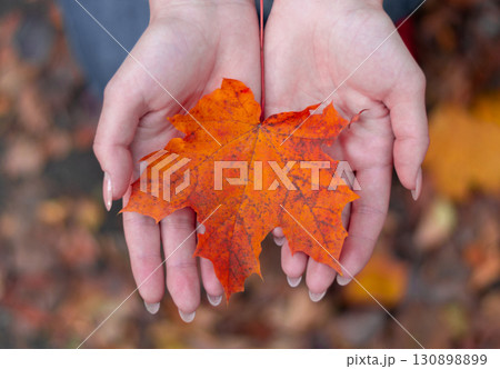 Female hands gently holding a bright orange maple leaf, symbol of autumn, nature beauty, and seasonal change 130898899