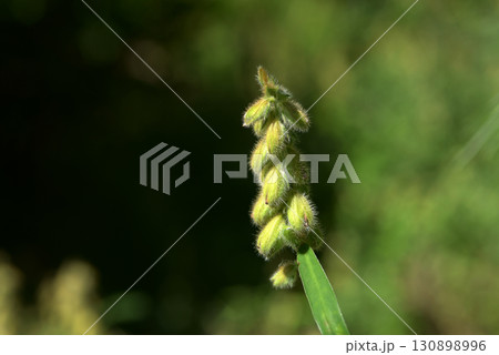 タヌキマメ 130898996