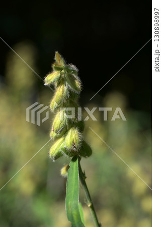 タヌキマメ タヌキマメ 130898997