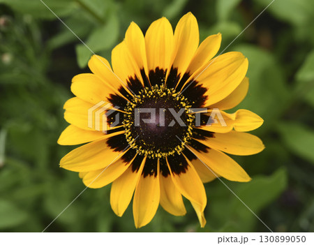 Yellow rudbeckia flower. large flowers in the garden. Summer yellow flowers. 130899050