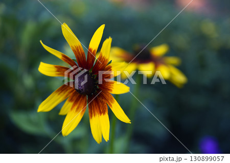 Yellow rudbeckia flower. large flowers in the garden. Summer yellow flowers. 130899057