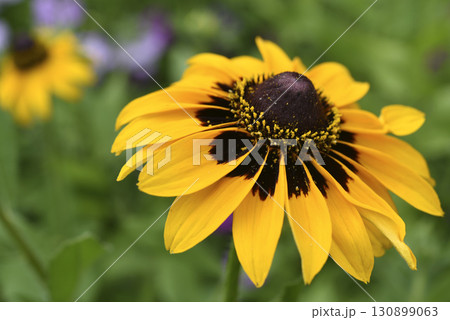 Yellow rudbeckia flower. large flowers in the garden. Summer yellow flowers. 130899063