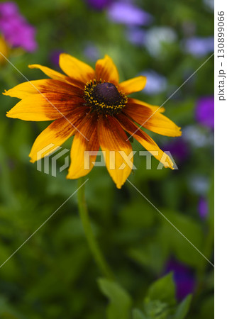 Yellow rudbeckia flower. large flowers in the garden. Summer yellow flowers. 130899066