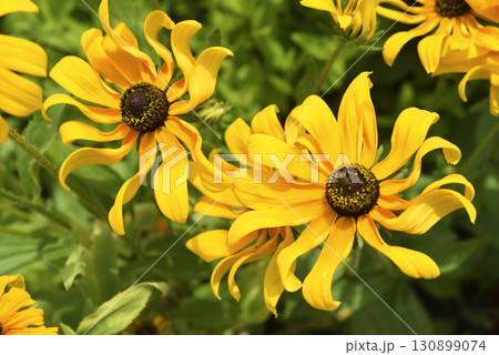 Yellow rudbeckia flowers during the day. Large flowers in the summer garden. Summer yellow flowers. Yellow rudbeckia flowers during the day. Large flowers in the summer garden. Summer yellow flowers. 130899074