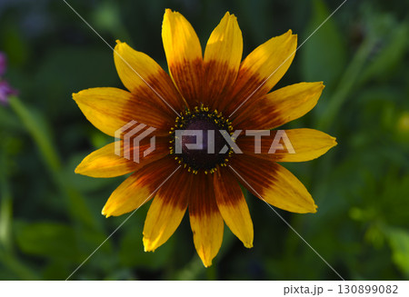 Yellow rudbeckia flower. large flowers in the garden. Summer yellow flowers. 130899082