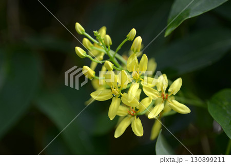 トリステラテイア 130899211