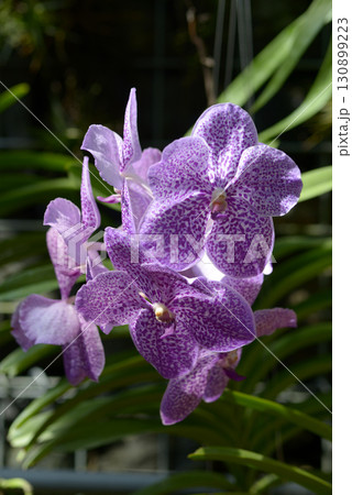 パンダ　ランの花 130899223