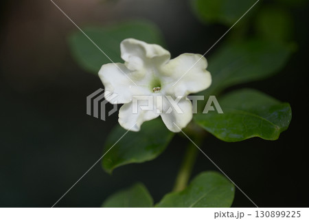 ブルンフェルシア・ニティダ 130899225