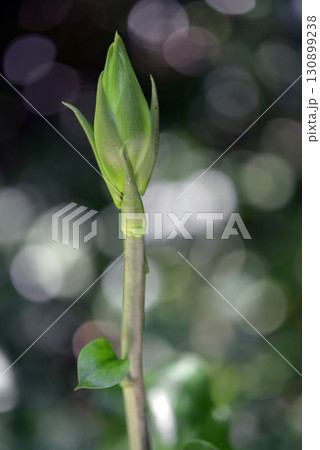 ウバユリの蕾 ウバユリの蕾 130899238