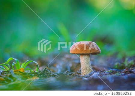 A Lone Orange Birch Bolete in the Forest 130899258