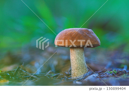 A Lone Orange Birch Bolete in the Forest A Lone Orange Birch Bolete in the Forest 130899404