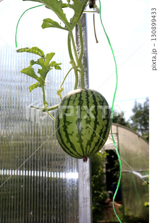 striped light watermelon fruit ripens in a greenhouse against the background of an open door striped light watermelon fruit ripens in a greenhouse against the background of an open door 130899433