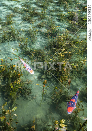 名もなき池の錦鯉 130899539