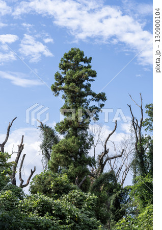 夏の青空にそびえる大木 夏の青空にそびえる大木 130900104
